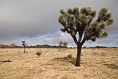 Key 社15周年纪念作品《Harmonia》 今秋登录Switch